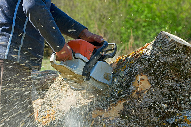 Best Arborist Consultation Services  in Skidmore, TX