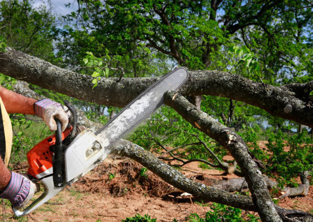 Trusted Skidmore, TX Tree Removal Experts